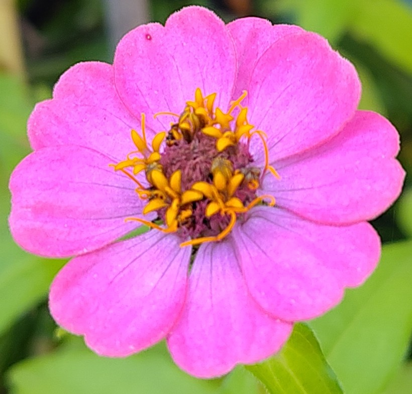 Blume